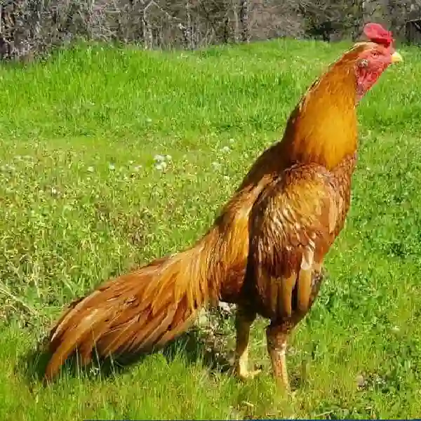 Rahasia Membuat Leher dan Sayap Ayam Aduan Lebih Kuat